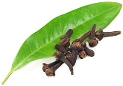 Clove Leaf